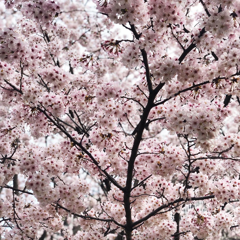 桜2022.3.30.jpg